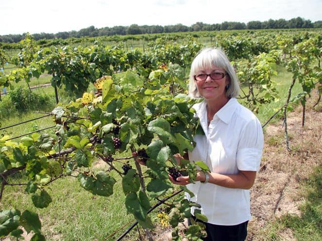 Growing Muscadine Grapes In Florida - FGGA